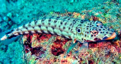 Latticed Sandperch, 'Parapercis clathrata', Male