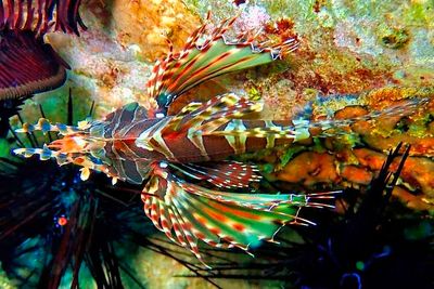 Philippines