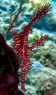 Under the Seas
