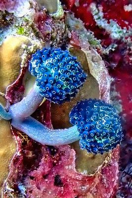 Under the Seas