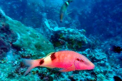Under the Seas