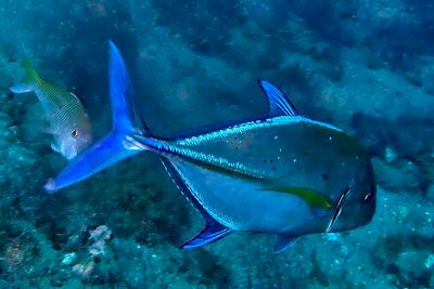 Under the Seas