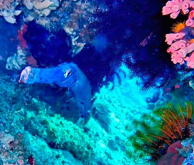 Under the Seas