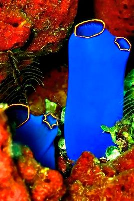 Tunicates, 'Rhopalaea fusca', CUp