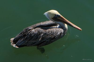 DSCF5780.jpg