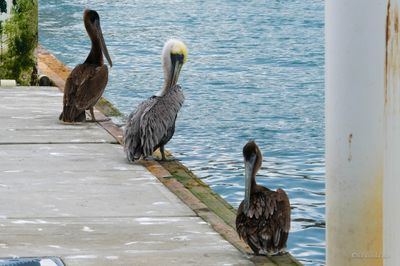DSCF5930.jpg