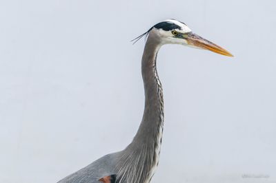 DSCF5932.jpg