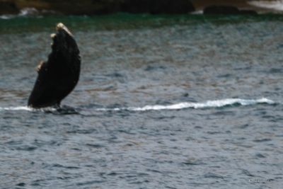 DSCF6075.jpg