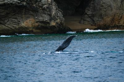 DSCF6077.jpg