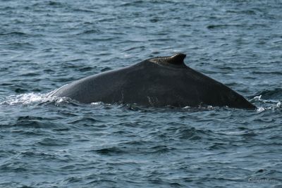DSCF6090.jpg