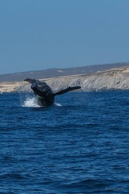 DSCF6332.jpg