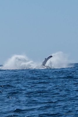 DSCF6417.jpg