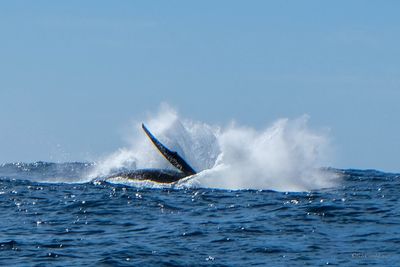DSCF6431.jpg