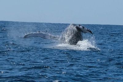 DSCF6436.jpg
