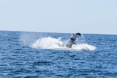 DSCF6437.jpg
