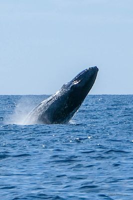 DSCF6445.jpg