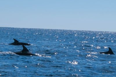 DSCF6513.jpg