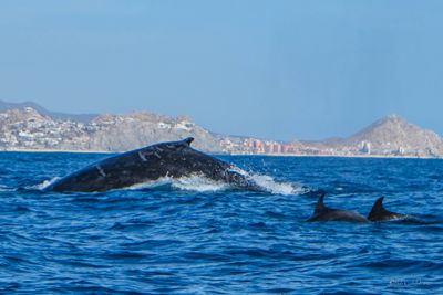 DSCF6521.jpg