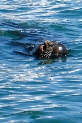 DSCF6590.jpg