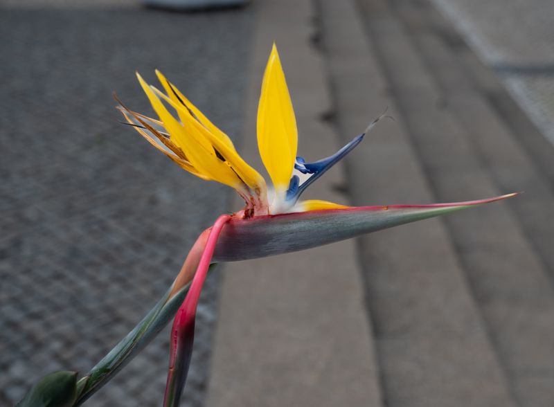 Busrit Westen-37.jpg