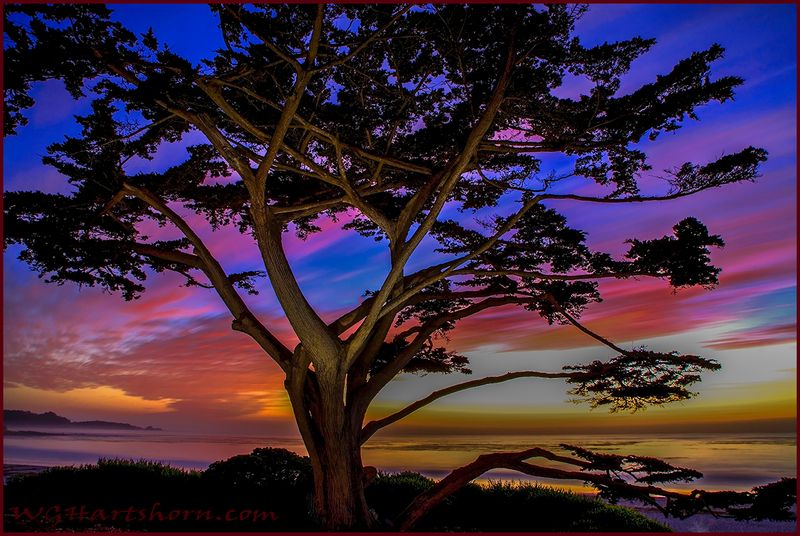 Carmel Cypress Silhouette