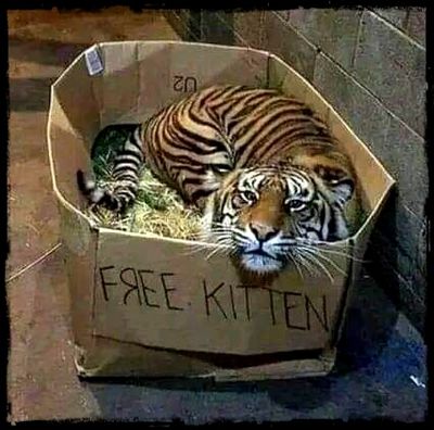 Free Kitten 🐯