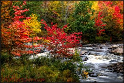 Creekside Autumn Splendor 🍂