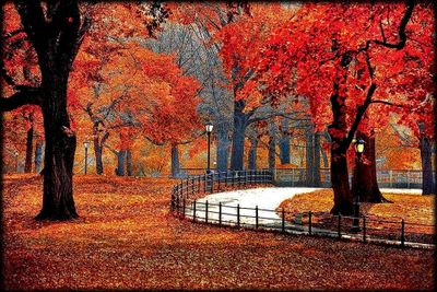 Autumn Splendor 🍁