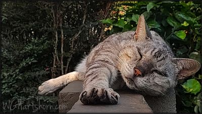 SIESTA TIME