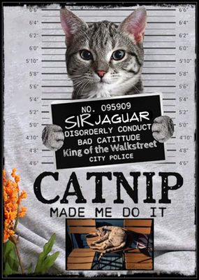 WANTED ... Bad Catittude