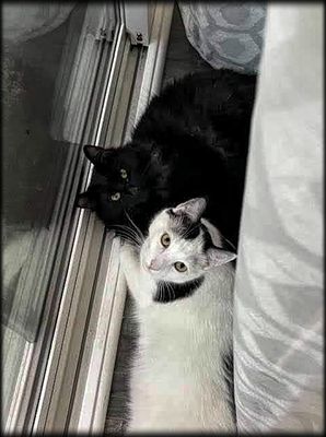 Privacy... Please 🐈