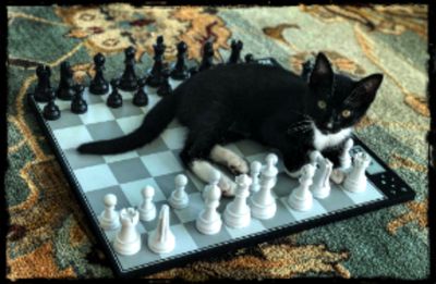 CheckMate ♟️♟️
