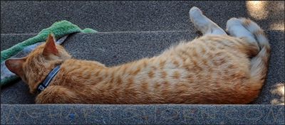 STRAY CAT STRUT 🐈