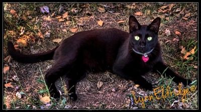 STRAY CAT STRUT 🐈