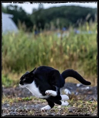 STRAY CAT STRUT 🐈