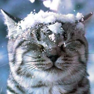 STRAY CAT STRUT 🐈