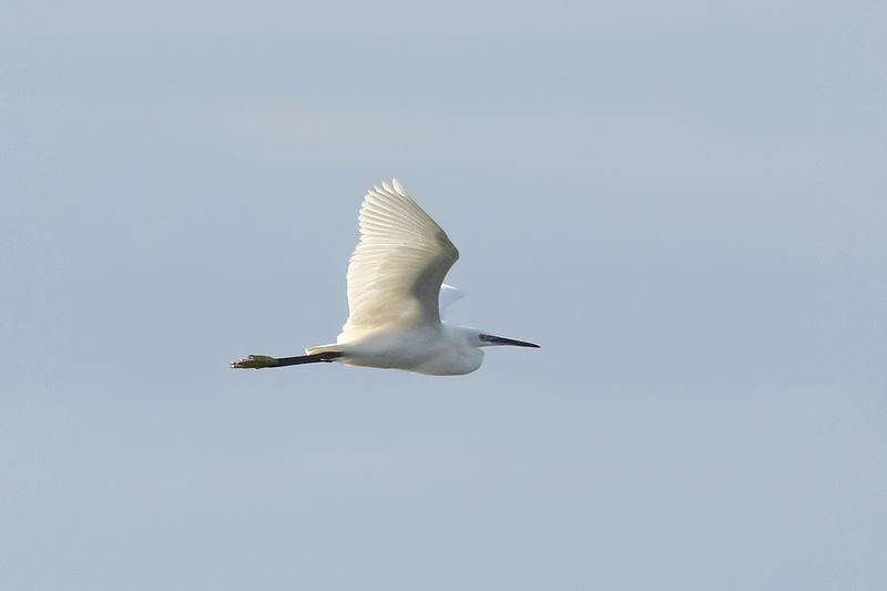Silkeshger <br> Little Egret <br> Egretta garzetta