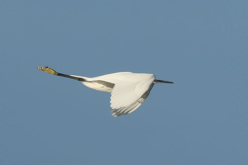 Silkeshger <br> Little Egret <br> Egretta garzetta