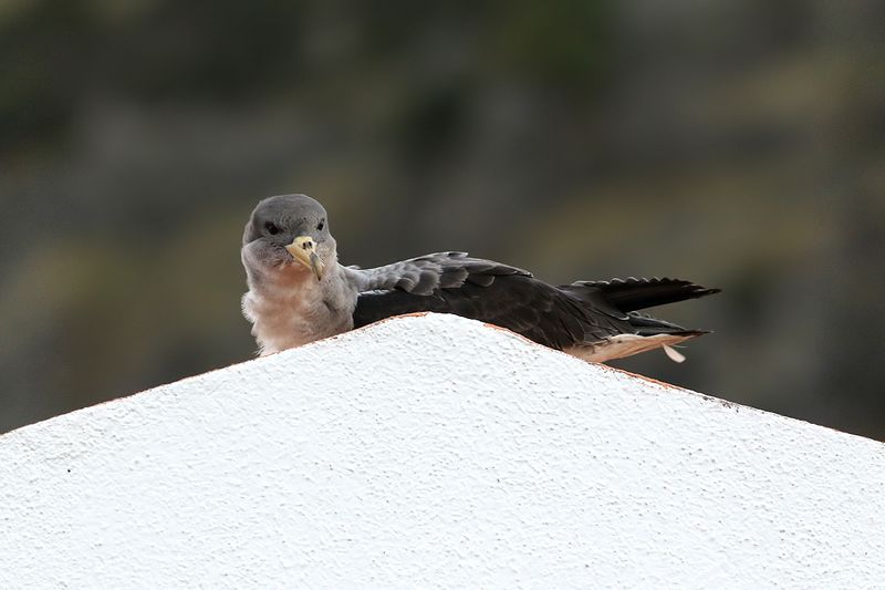 Gulnbbad lira <br>Calonectris diomedea <br>Corys Shearwater
