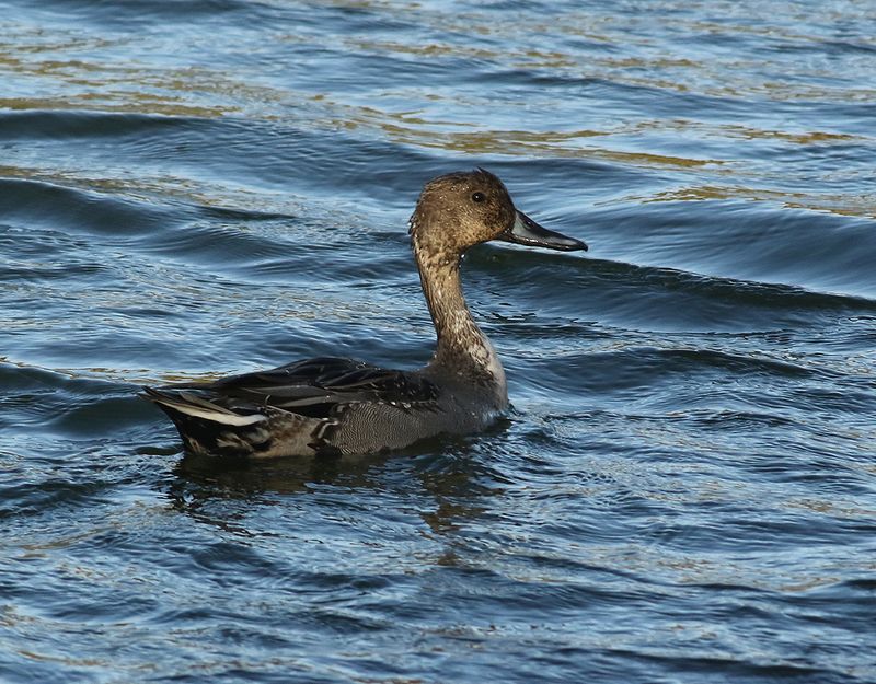 Stjrtand <br> Northern Pintail <br> Anas acuta
