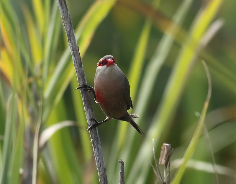 Helenaastrild <br> Common Waxbill <br> Estrilda astrild