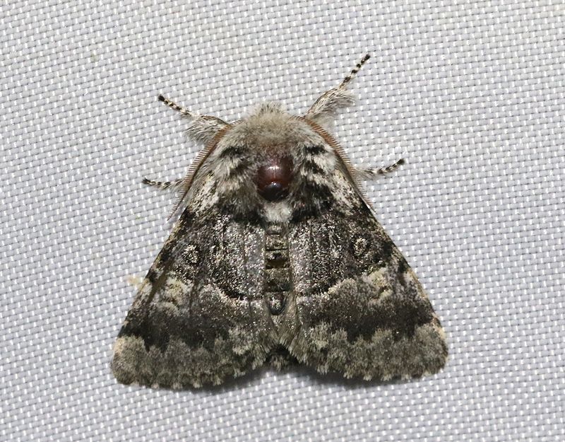 Hasselfly <br> Colocasia coryli