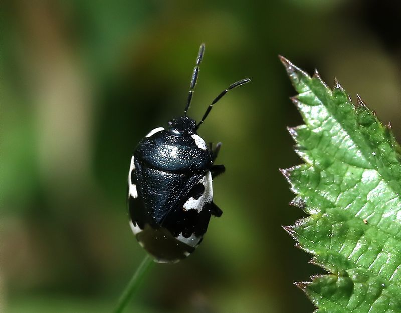 Svartvit taggbening  Tritomegas bicolor