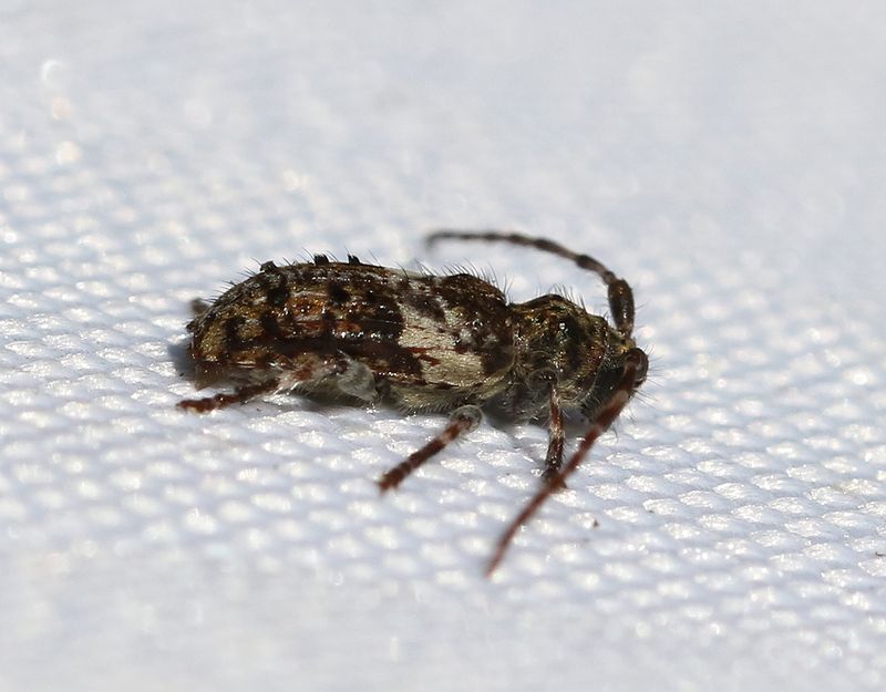 Strre tallkvistbock <br> Pogonocherus fasciculatus