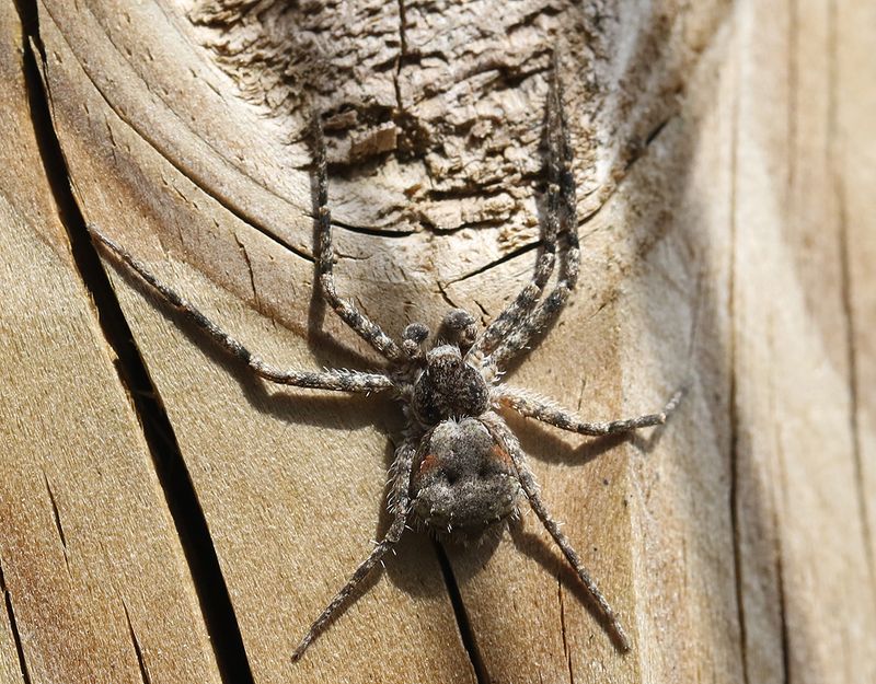 Brokig barksnabblpare <br> Philodromus margaritatus