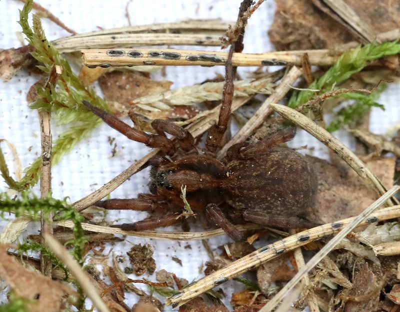 Skogsbjrnspindel  <br> Trochosa terricola
