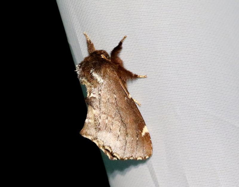 Bjrkflikvinge <br> Odontosia carmelita