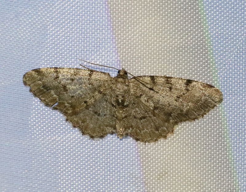 Allavmtare <br> Aethalura punctulata