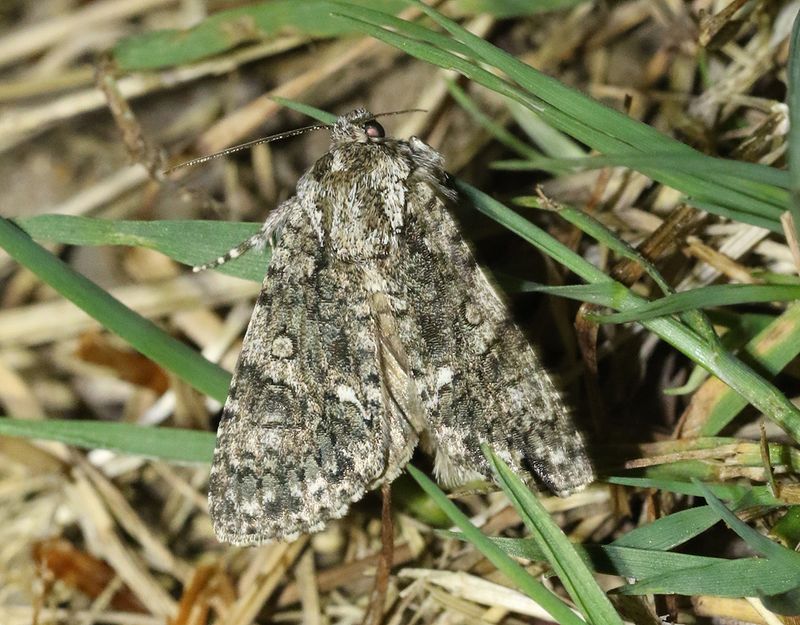 Syraftonfly <br> Acronicta rumicis