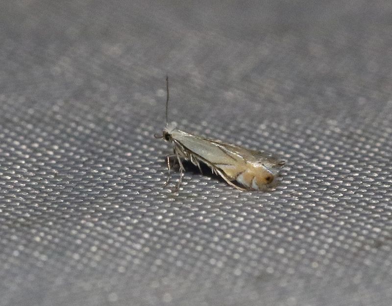 Gulspetsad ekguldmal <br> Phyllonorycter harrisellus